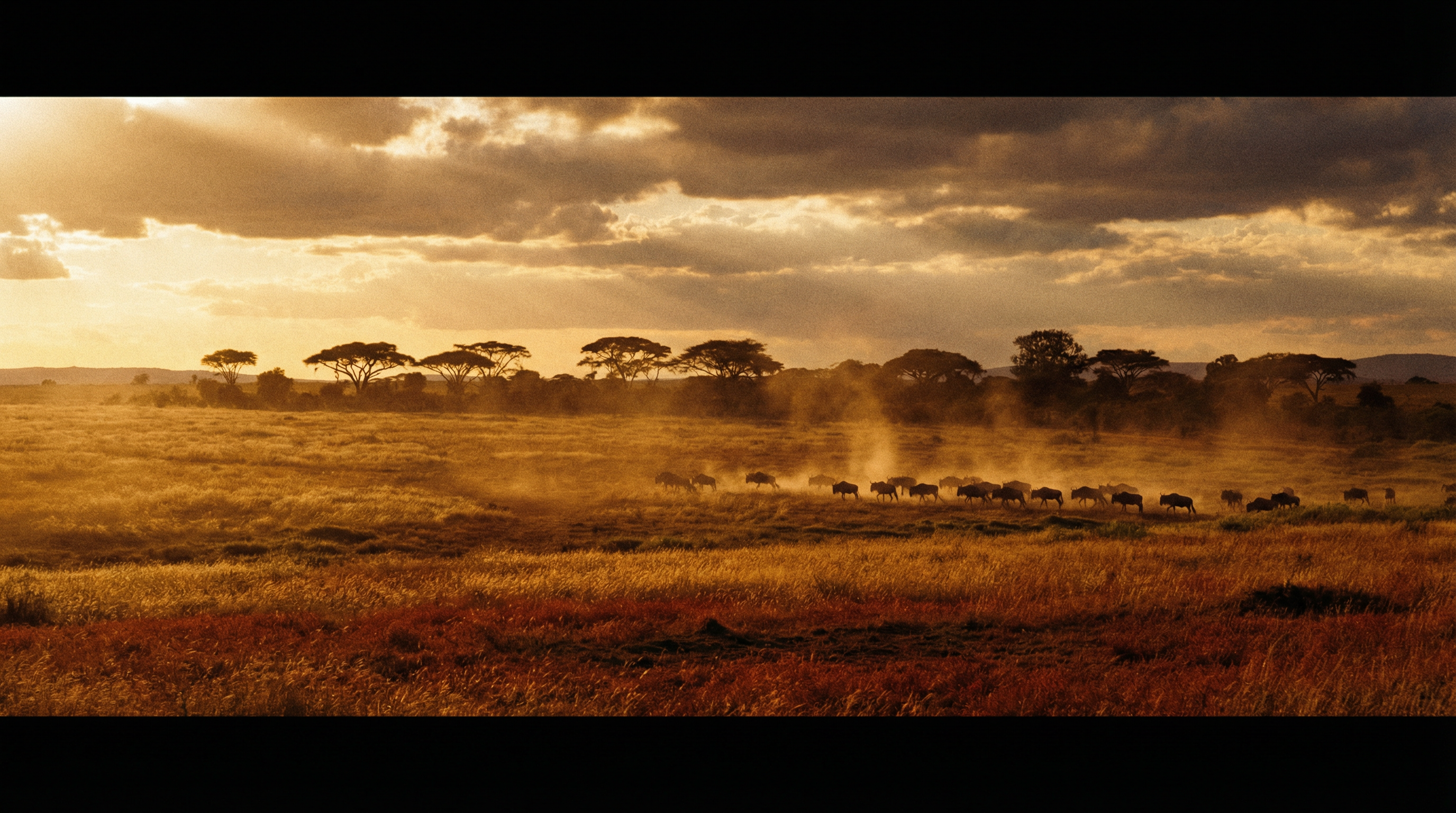 Kenya savannah at golden hour